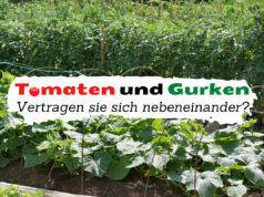 Tomaten und Gurken zusammen im Beet