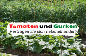 Tomaten und Gurken zusammen im Beet