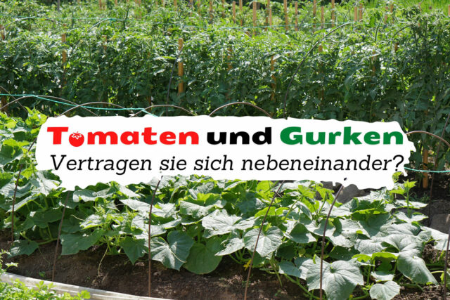 Tomaten und Gurken zusammen im Beet