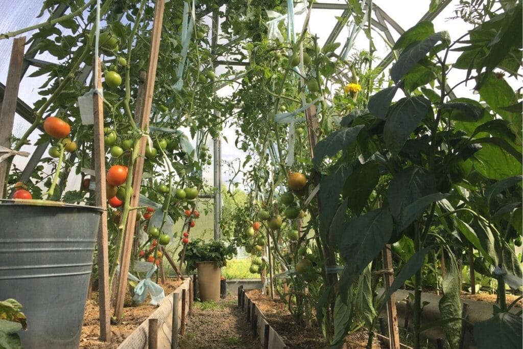 Tomaten und Paprika im Gewächshaus