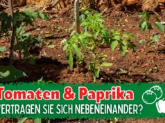 Tomaten und Paprika zusammen im Beet