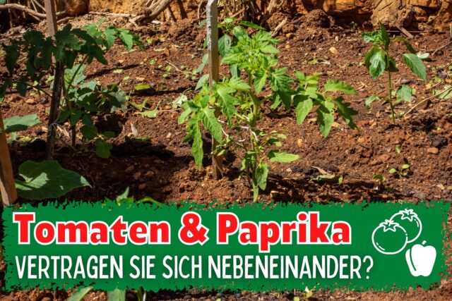 Tomaten und Paprika zusammen im Beet