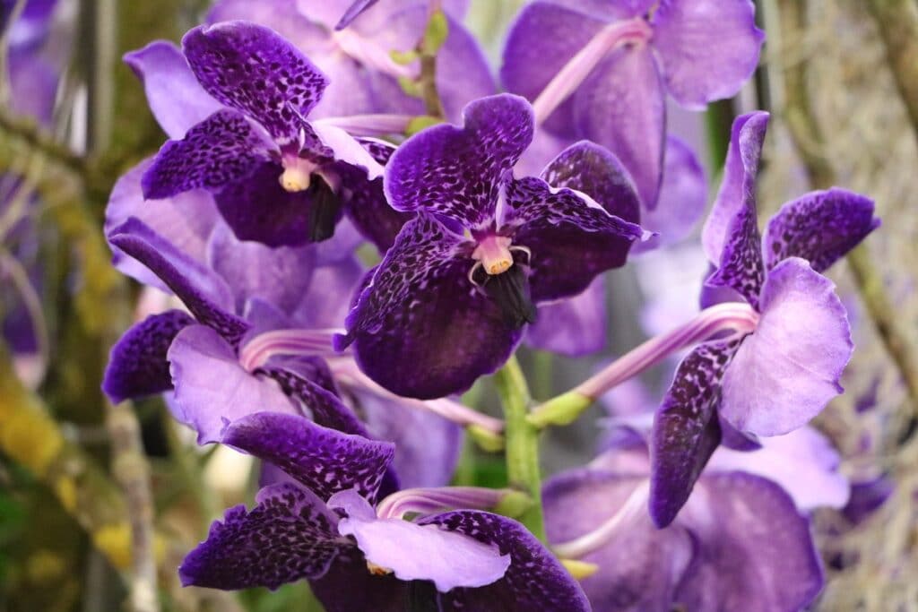 Vanda-Orchidee