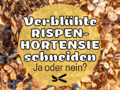 Verblühte Rispenhortensie schneiden