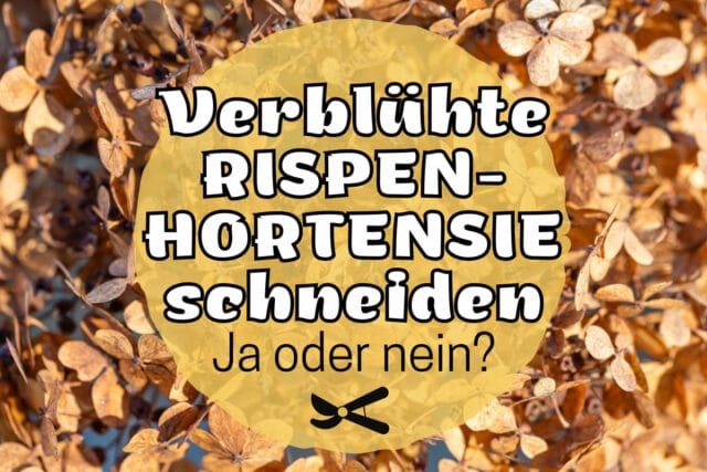 Verblühte Rispenhortensie schneiden