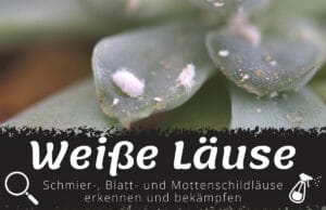 Weiße Läuse an Blättern