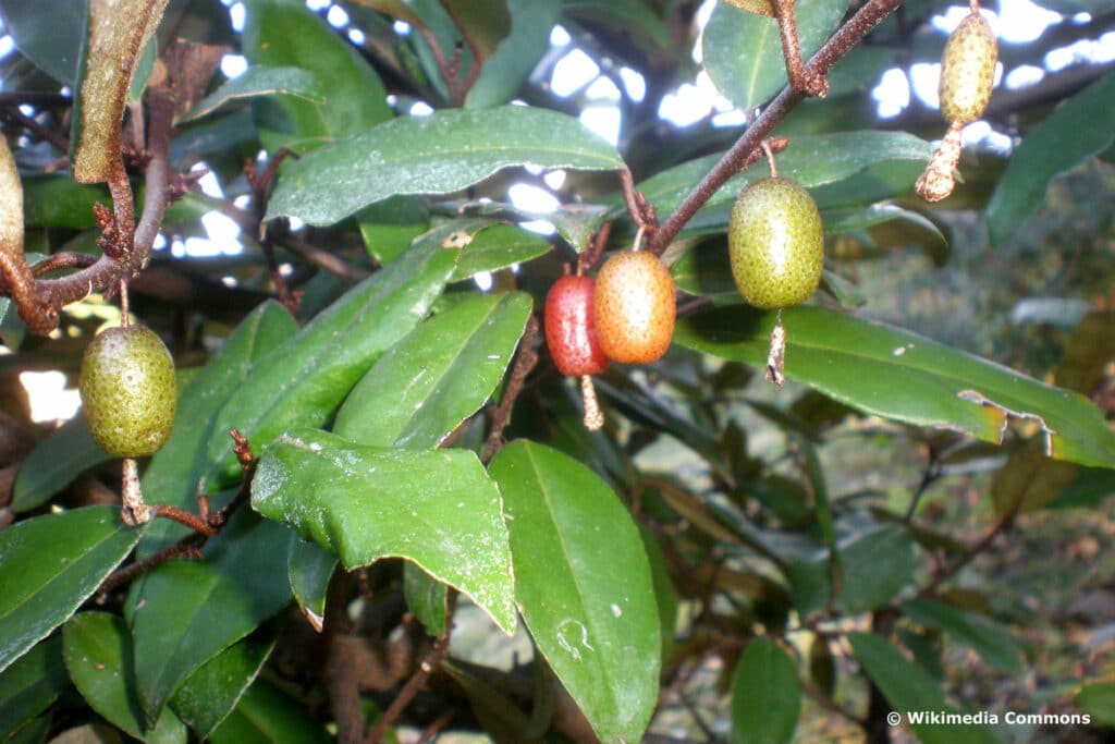 Wintergrüne Ölweider (Elaeagnus ebbingei)