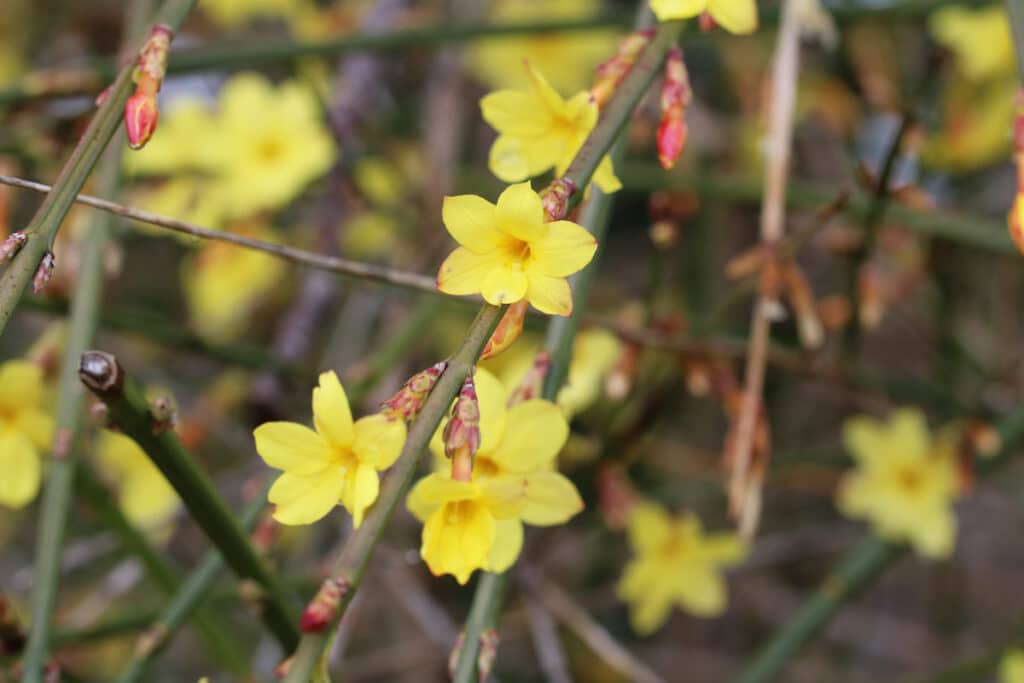 Winterjasmin (Jasminum nudiflorum)