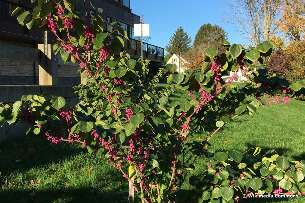 Aufrechter Judasbaum (Cercis glabra)