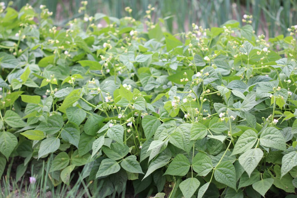 Gute Nachbarn für Kohlrabi - Buschbohnen (Phaseolus vulgaris var. nanus)