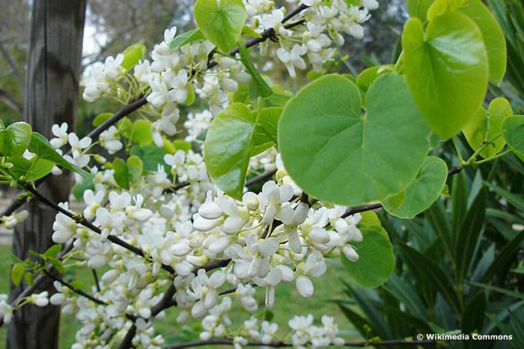 Gewöhnlicher Judasbaum (Cercis siliquastrum) 'Alba'