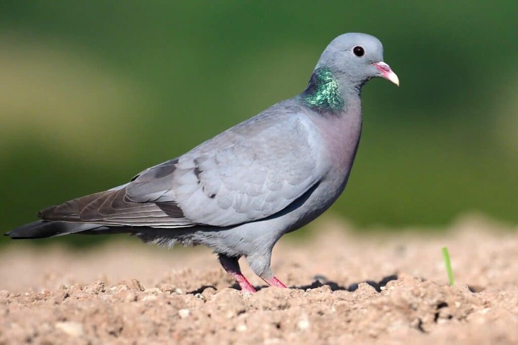 Hohltaube (Columba oenas)