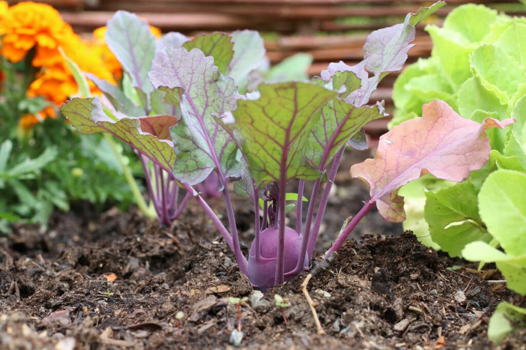 Gute Nachbarn für Kohlrabi - Kohlrabi im Gemüsebeet