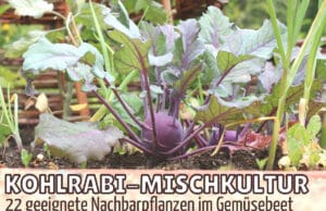 Gute Nachbarn für Kohlrabi