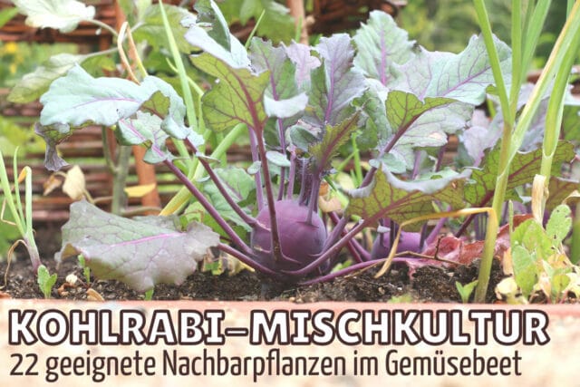 Gute Nachbarn für Kohlrabi