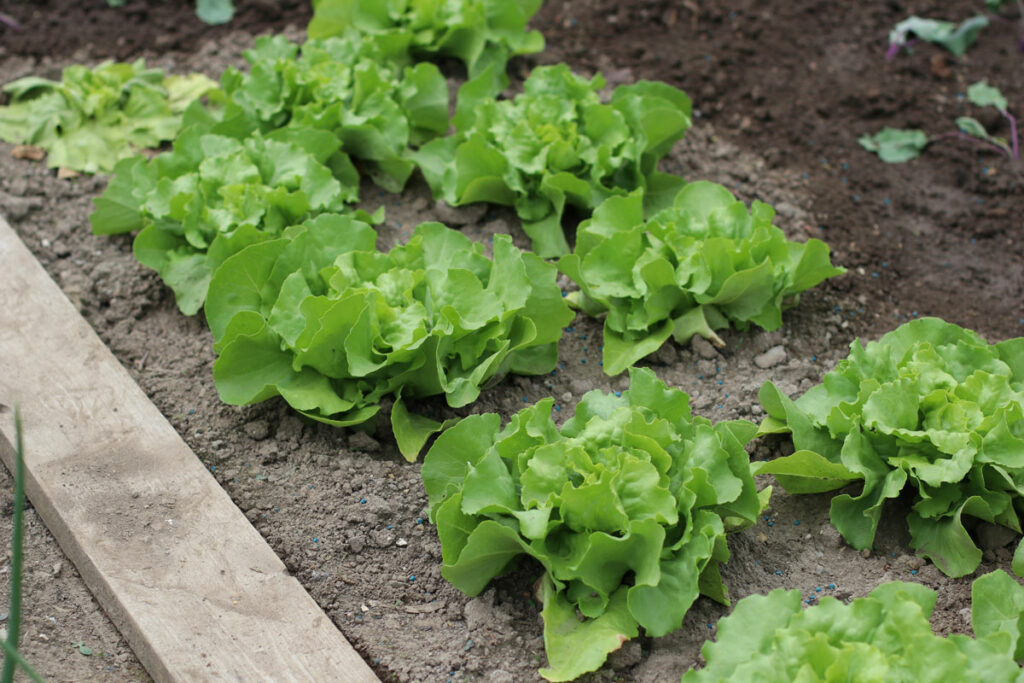 Gue Nachbarn für Kohlrabi - Kopfsalat (Lactuca sativa var. capitata)