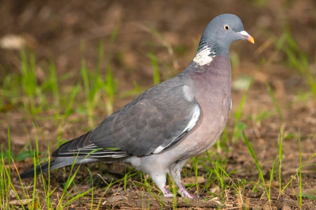 Ringeltaube (Columba palumbus)