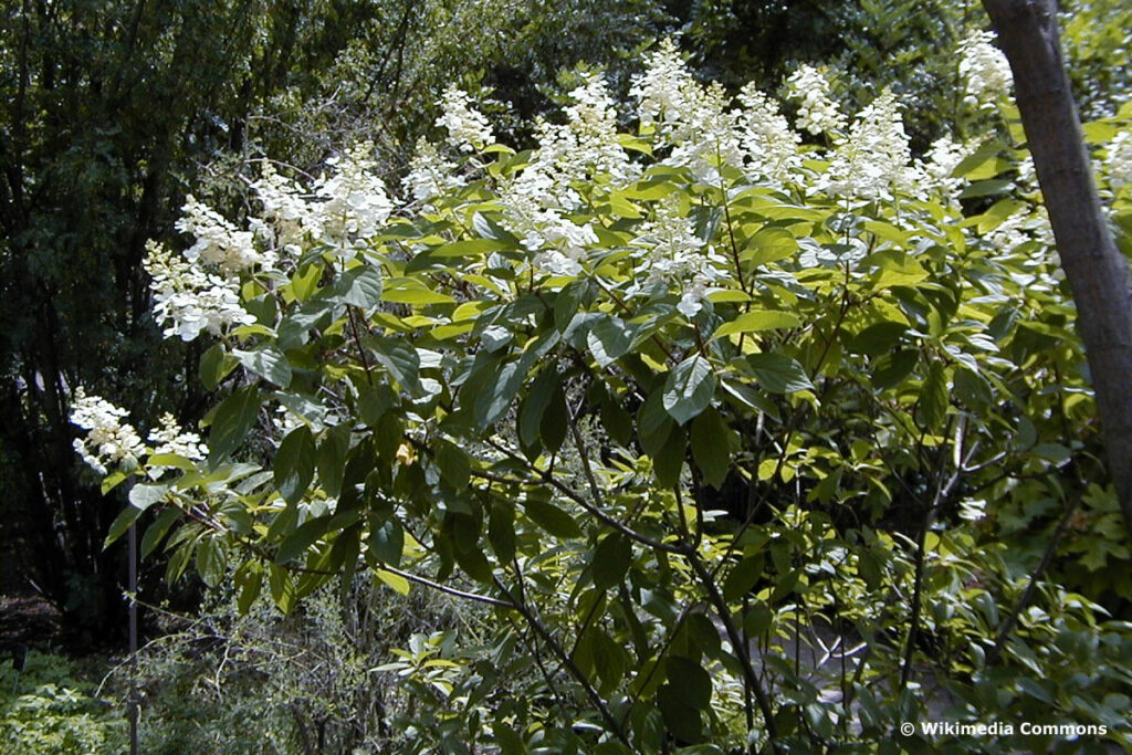 Rispenhortensie (Hydrangea paniculata) 'Unique'