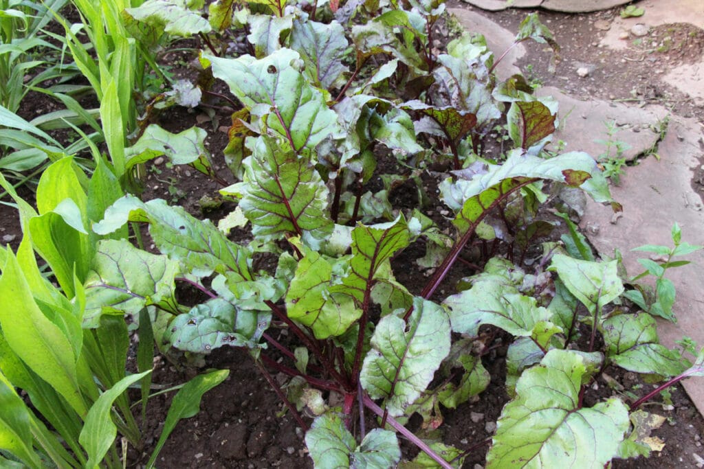 Gute Nachbarn für Kohlrabi - Rote Bete (Beta vulgaris subsp. vulgaris)