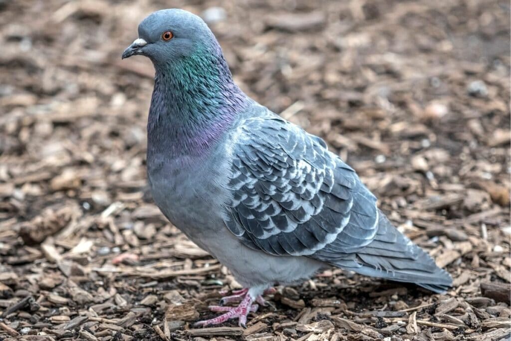 Stadttaube (Columba domestica f. livia)