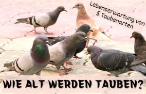 Tauben