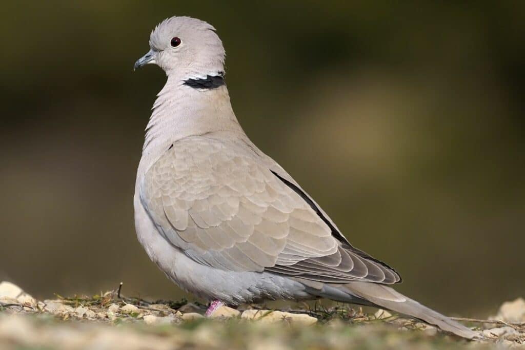 Türkentaube (Streptopelia decaocto)