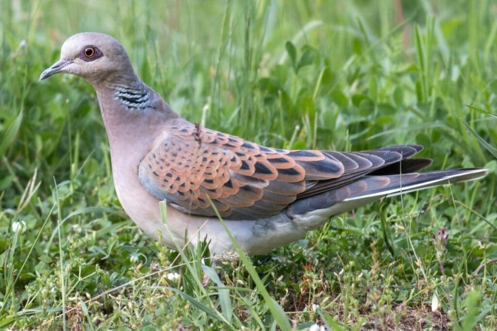 Turteltaube (Streptopelia turtur)