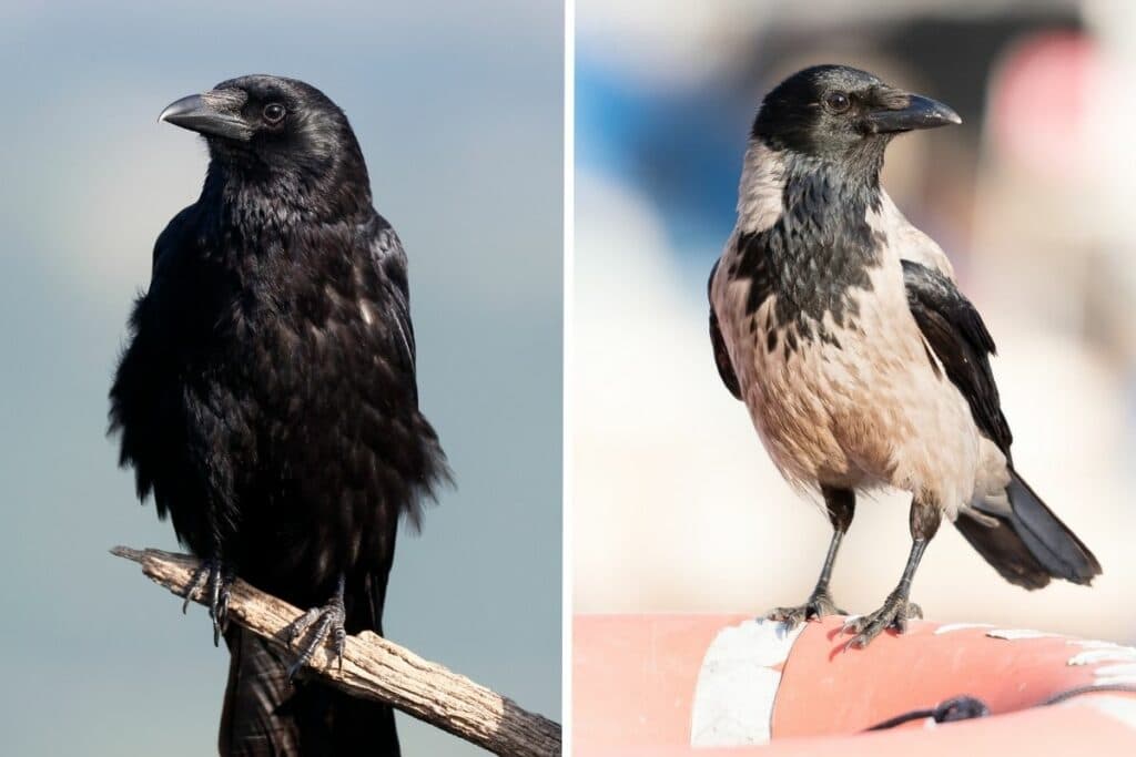 Aaskrähe (links) und Nebelkrähe (rechts)