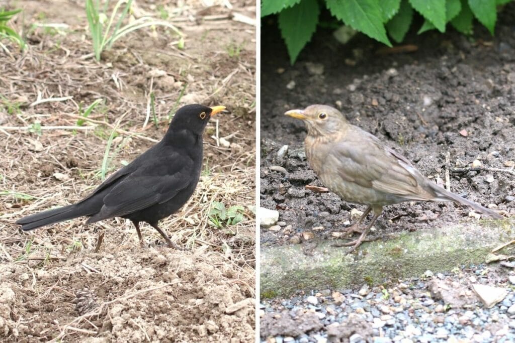 Amsel-Männchen (links) und Amsel-Weibchen (rechts)