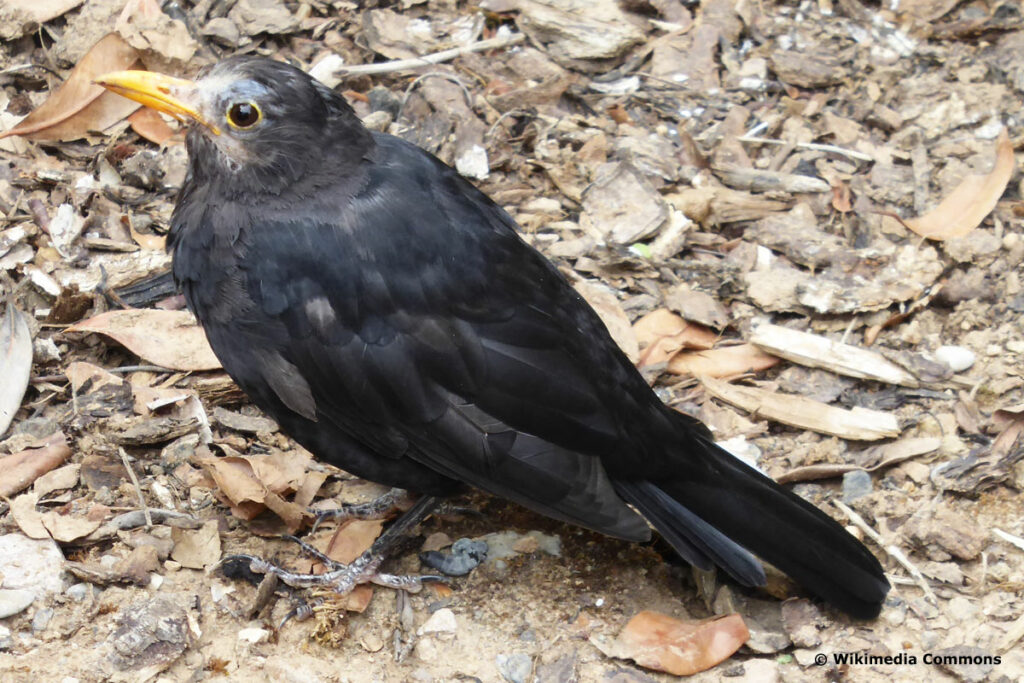 Männliche Amsel mit Usutu-Virus