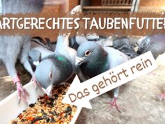 Tauben artgerecht füttern - Tauben am Futtertrog im Schlag