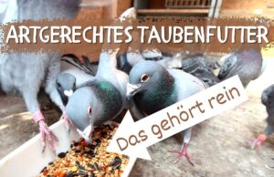 Tauben artgerecht füttern - Tauben am Futtertrog im Schlag