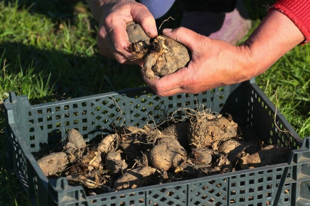 Dahlien-Knollen in Kiste werden gesäubert