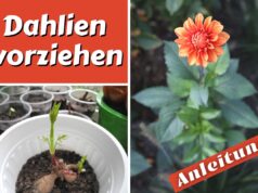 Dahlien vorziehen