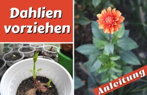 Dahlien vorziehen