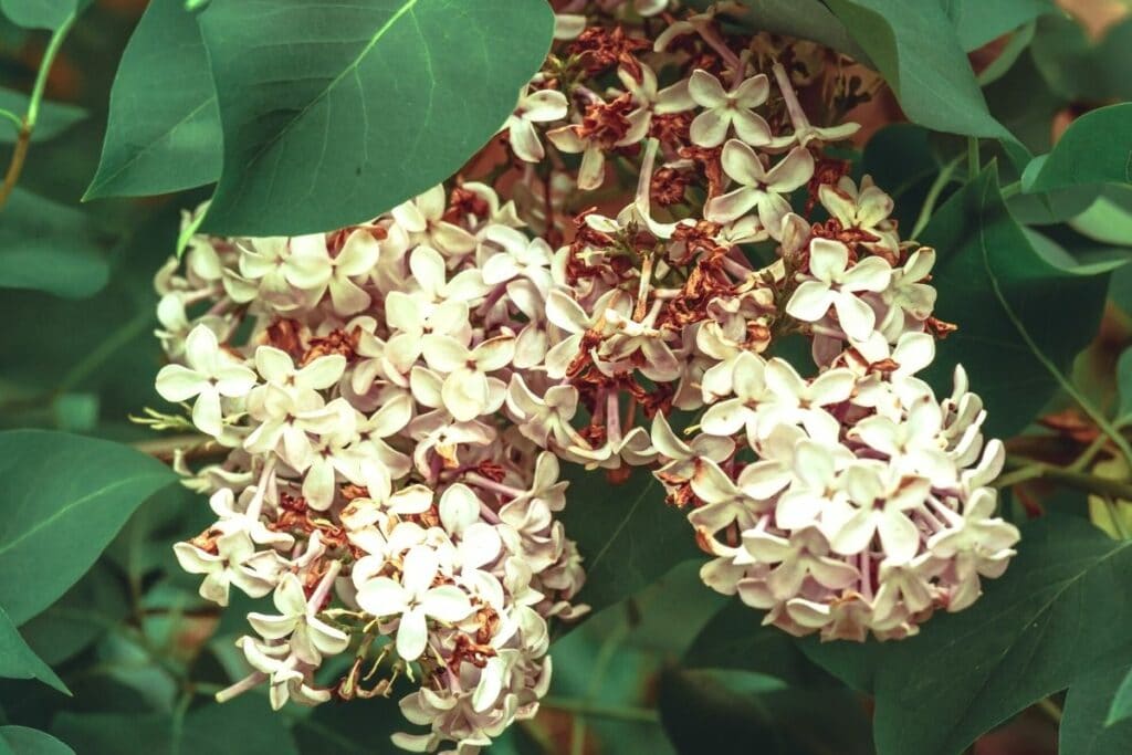 Verwelkte Fliederblüte