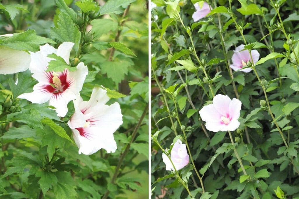 Garteneibisch (Hybiscus syricacus) und Mandeleibisch (Hibiscus mutabilis)