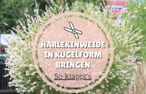 Harlekinweide in Kugelform schneiden