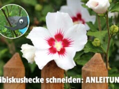 Hibiskushecke hinter Gartenzaun