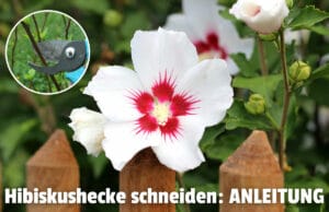 Hibiskushecke hinter Gartenzaun