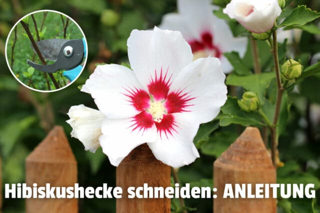 Hibiskushecke hinter Gartenzaun