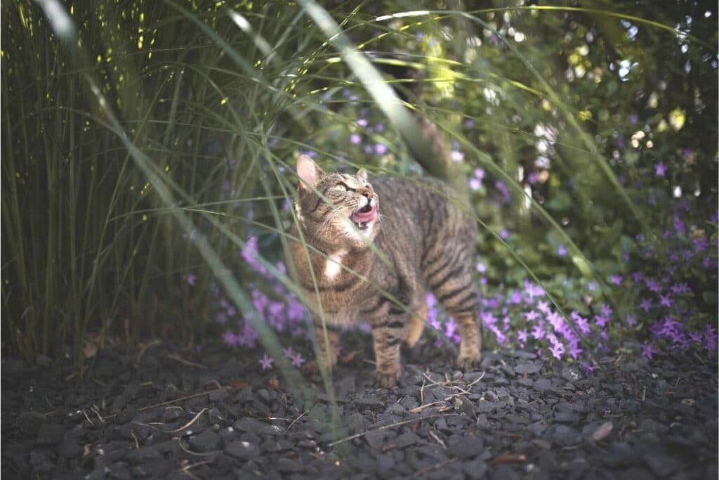 Katze unter Pampasgras