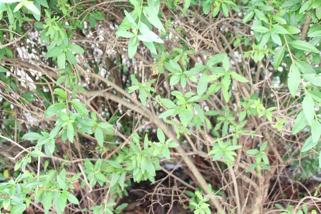 Ligusterhecke verkahlt