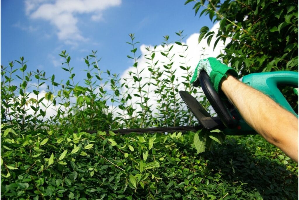 Ligusterhecke schneiden