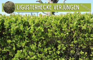 Ligusterhecke verjüngen