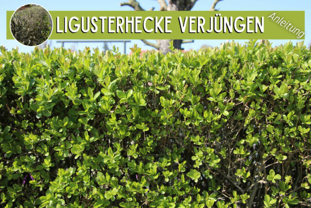 Ligusterhecke verjüngen