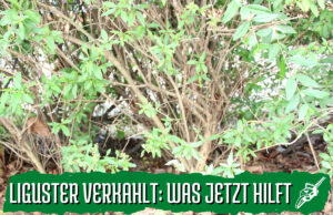 Ligusterhecke verkahlt