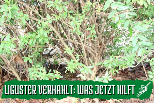 Ligusterhecke verkahlt