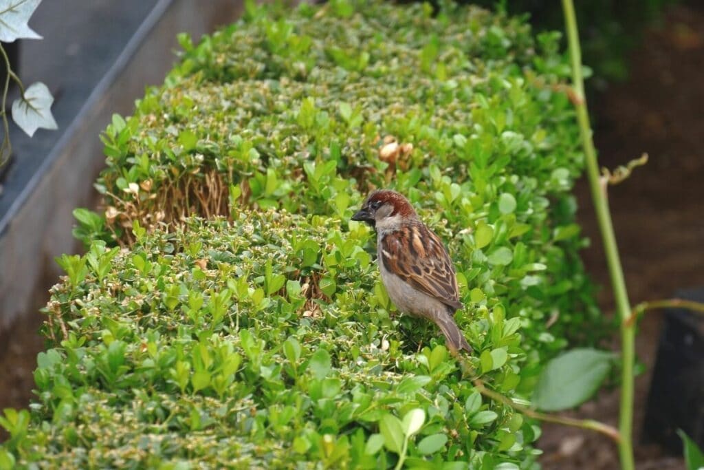 Spatz auf Ligusterhecke