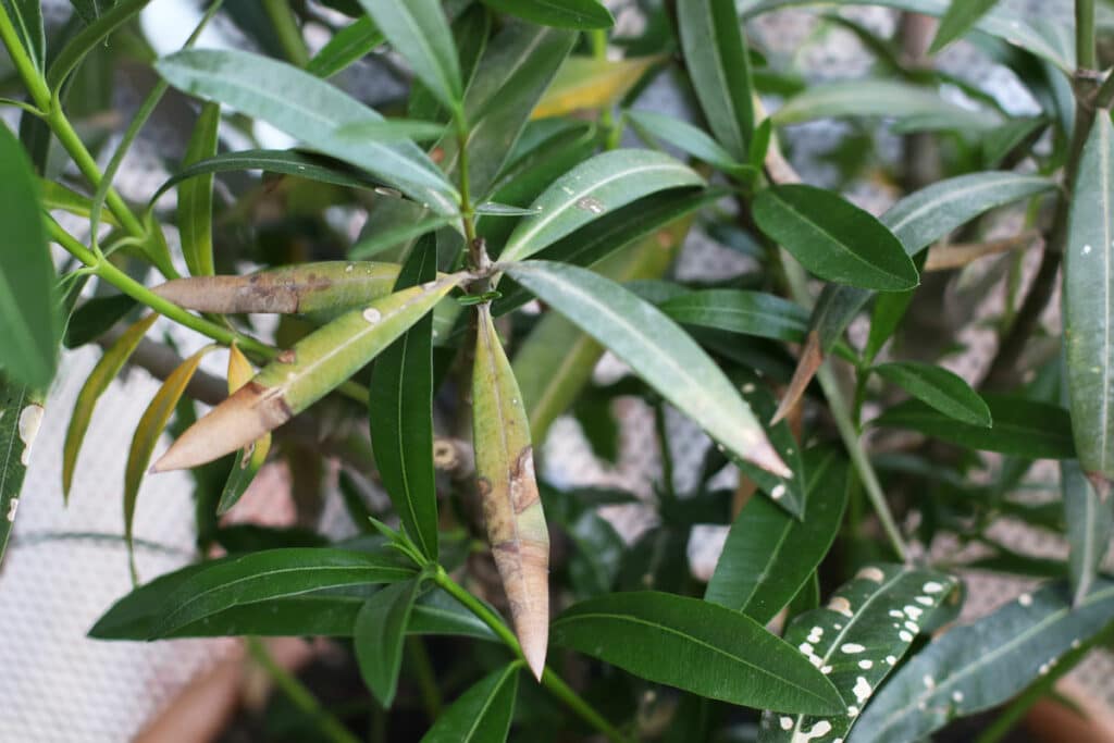 Blattverfärbungen am Oleander